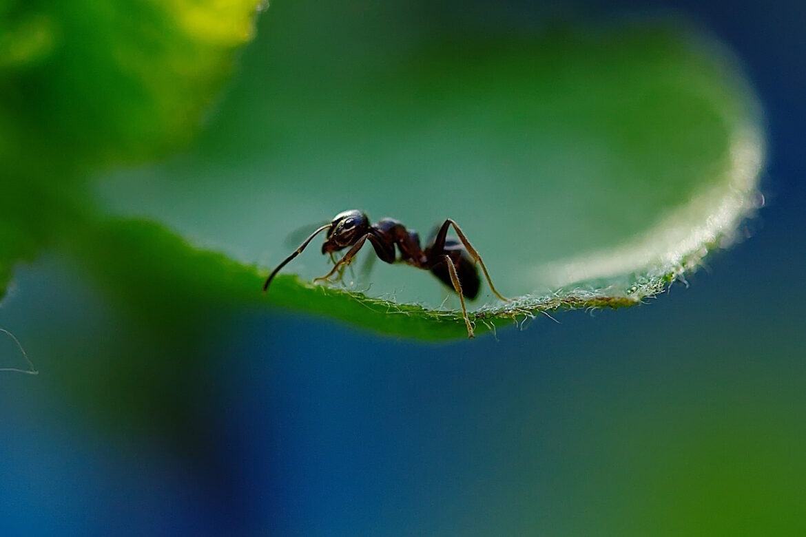 Akcesoria dla mrówek – jakie wybrać w przypadku hodowli?